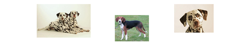 Kennel ellesar